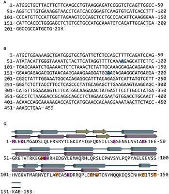 D-Amino Acid Oxidase-pLG72 Interaction and D-Serine Modulation